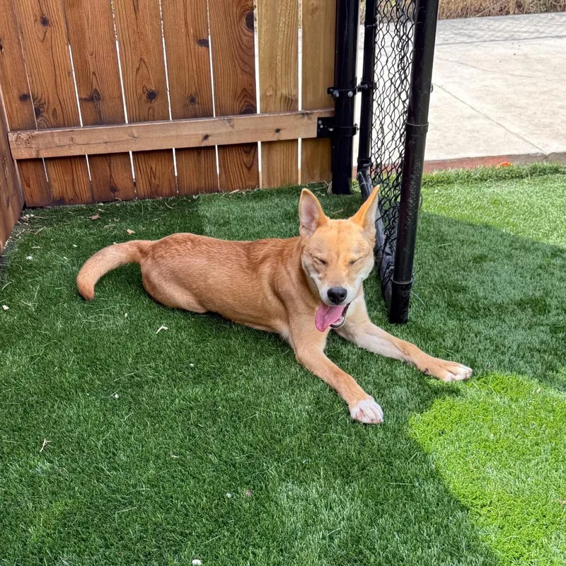 A young medium-sized female Yellow / Tan / Blond / Fawn Carolina Dog dog named Cookie for adoption in Naperville, IL