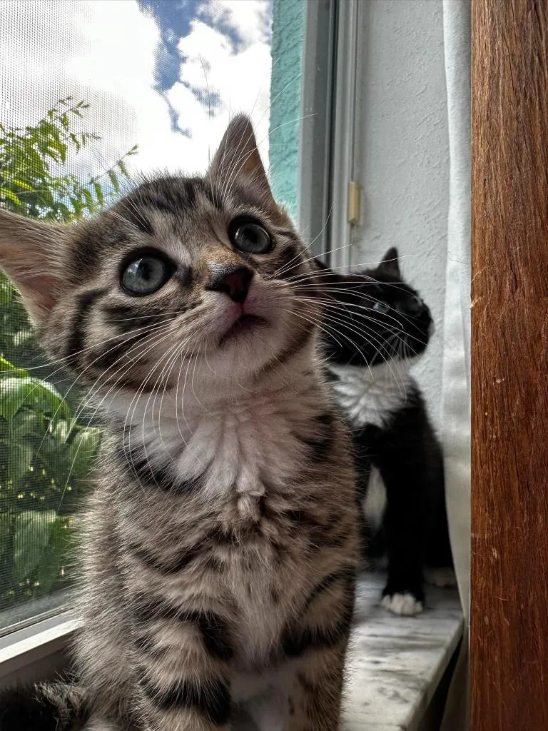 A baby small-sized female Domestic Short Hair cat named Daisy for adoption in Sebastian, FL