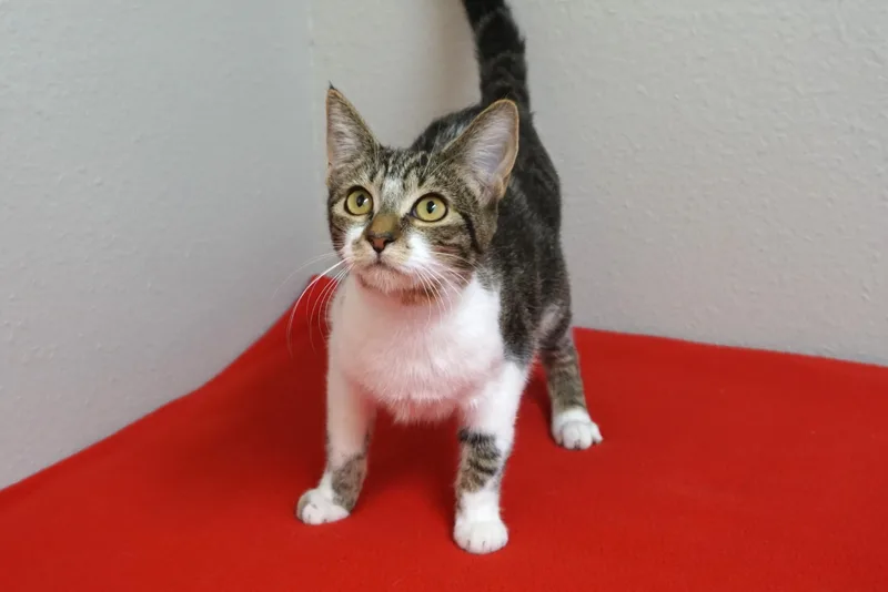 A young small-sized male Domestic Short Hair cat named Mikey II for adoption in Fountain Hills, AZ