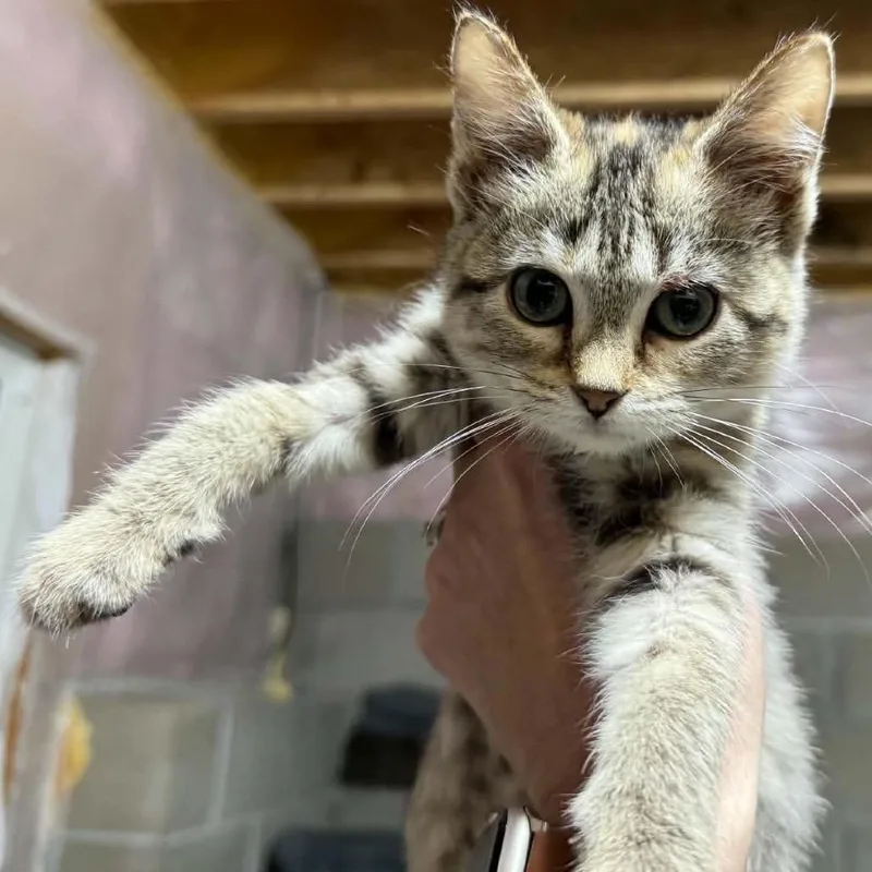 A baby small-sized female Brown / Chocolate Domestic Short Hair cat named Sandbag for adoption in Buffalo, MN