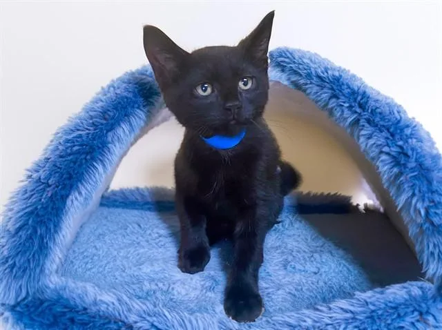 A baby medium-sized male Domestic Short Hair cat named Carl for adoption in Fort Lauderdale, FL