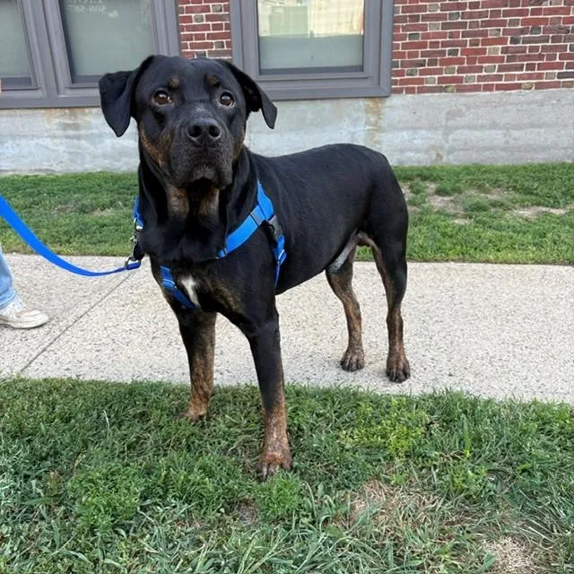 An adult large-sized male Rottweiler dog named Midnight for adoption in Boston, MA