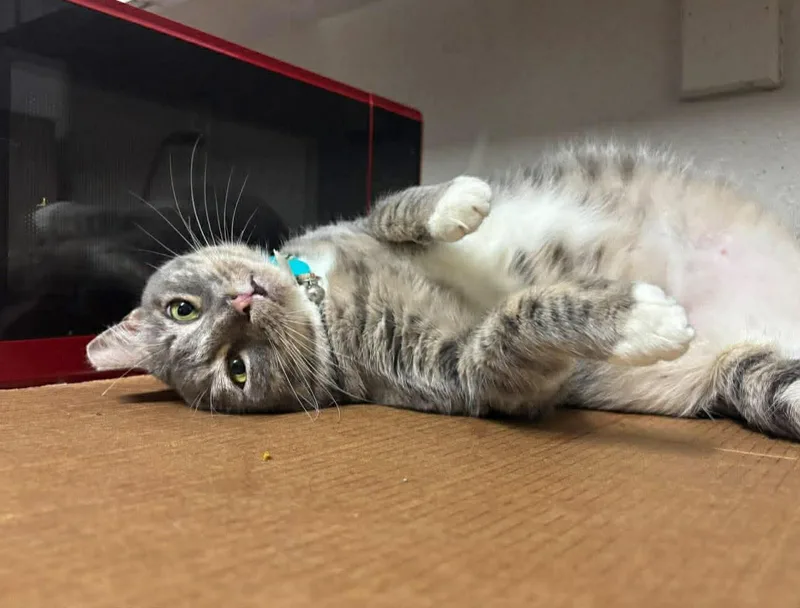 An adult large-sized female Tabby (Gray / Blue / Silver) Domestic Short Hair cat named Bonita for adoption in Houston, TX