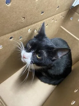 An adult small-sized male Domestic Short Hair cat named Dakota for adoption in West Chester, PA