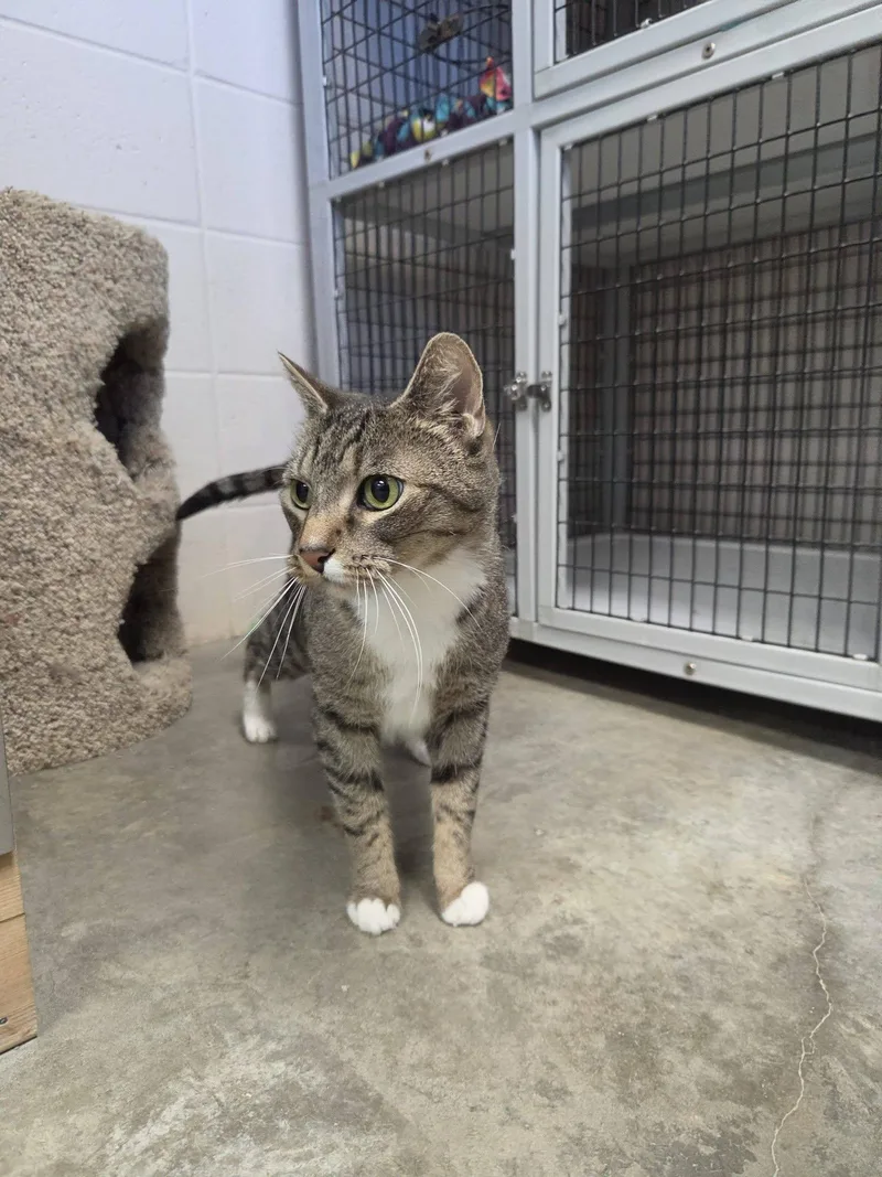 An adult large-sized female Tabby (Brown / Chocolate) Domestic Short Hair cat named Zoey for adoption in Chilton, WI