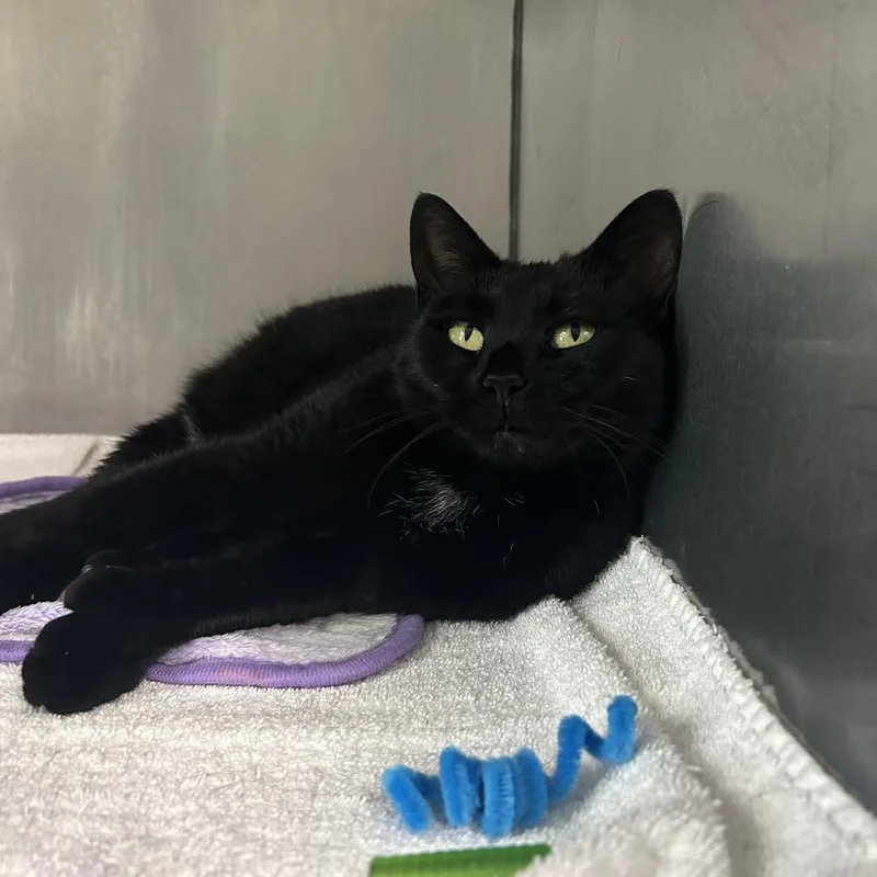 An adult medium-sized female Black Domestic Short Hair cat named Ember for adoption in Charleston, WV