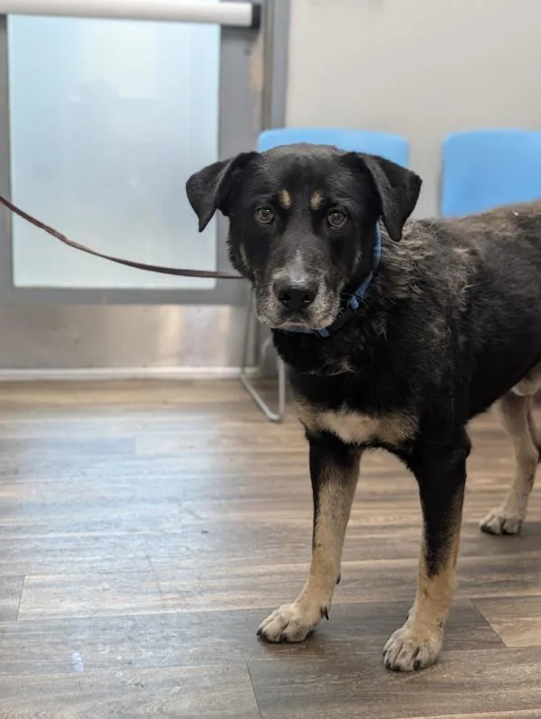 A senior large-sized male Shepherd dog named Jotaro for adoption in San Diego, CA