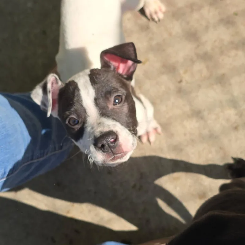 A baby medium-sized male White / Cream Mixed Breed dog named Blinky for adoption in East Hanover, NJ
