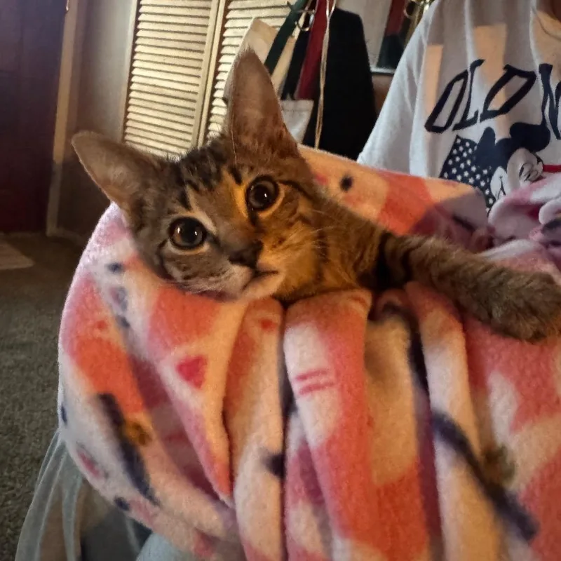 A baby small-sized male Brown / Chocolate Domestic Short Hair cat named Mr. Wobbles for adoption in Buellton, CA