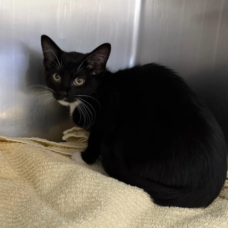 Christina Meowguilera