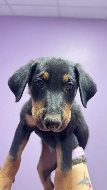 A baby small-sized male Black Mixed Breed dog named Dez for adoption in El Paso, TX