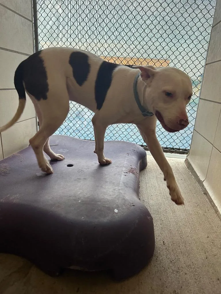 A young medium-sized male Mixed Breed dog named Lucas for adoption in Bossier City, LA
