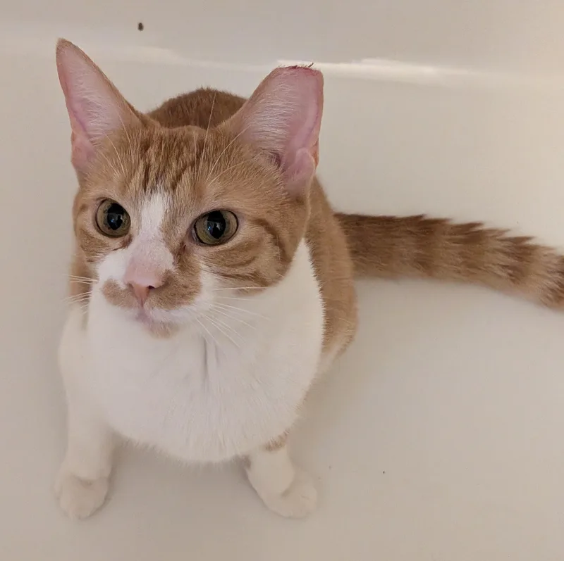 A baby small-sized female Orange & White Tabby cat named Cheese Whiz orange for adoption in Independence, OH