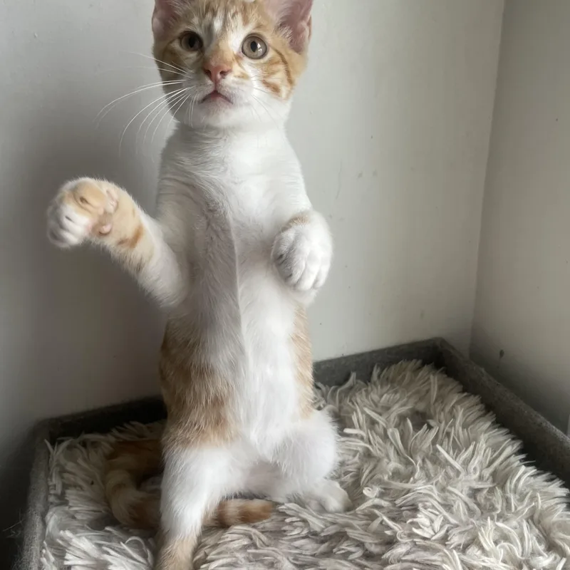 A baby small-sized male Cream Point Domestic Short Hair cat named Napoleon for adoption in Bayside, NY