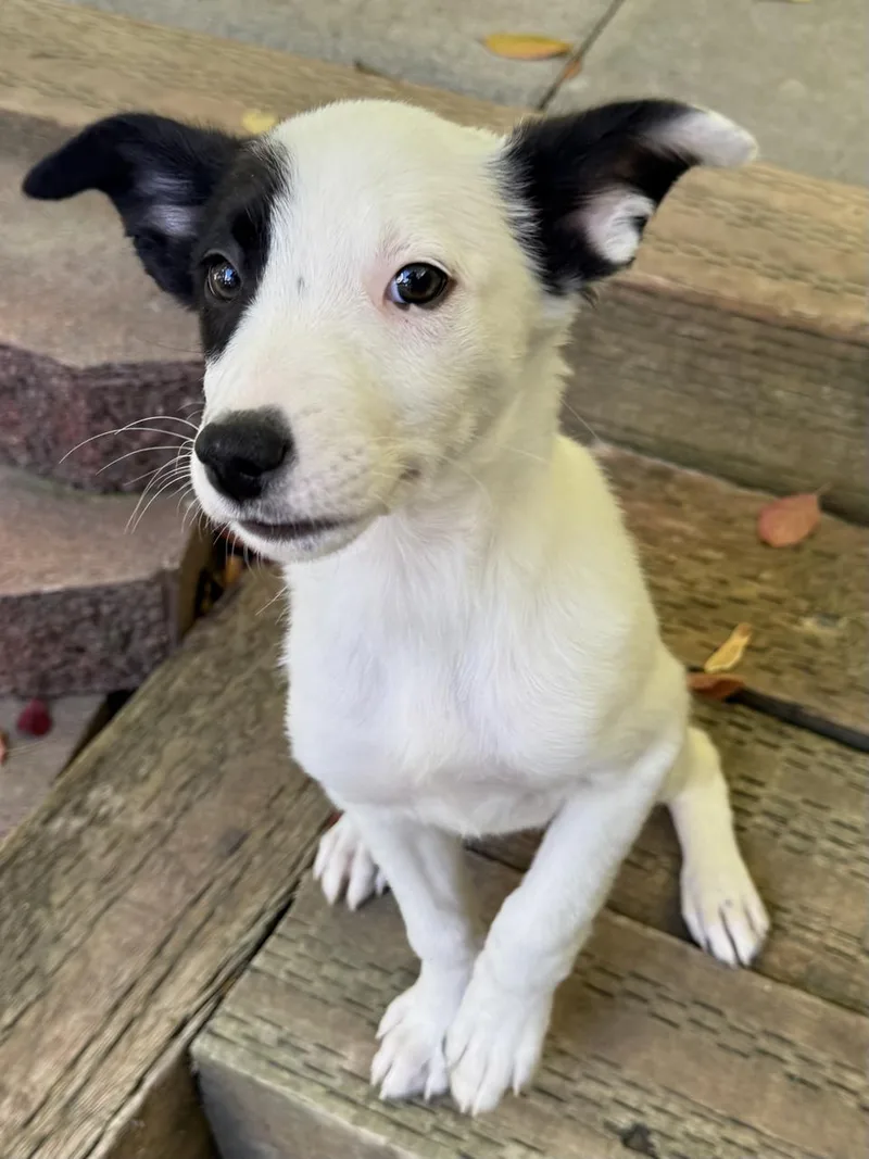 A baby medium-sized female Border Collie dog named Astraa for adoption in Salt Lake City, UT