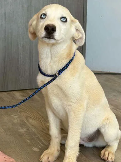 A young medium-sized male Siberian Husky dog named Ricky for adoption in Beatrice, NE