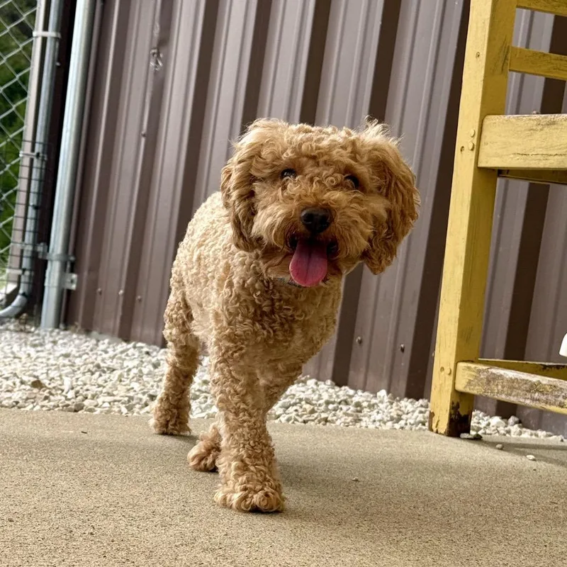 An adult small-sized male Miniature Poodle dog named Jake Missouri for adoption in Peyton, CO