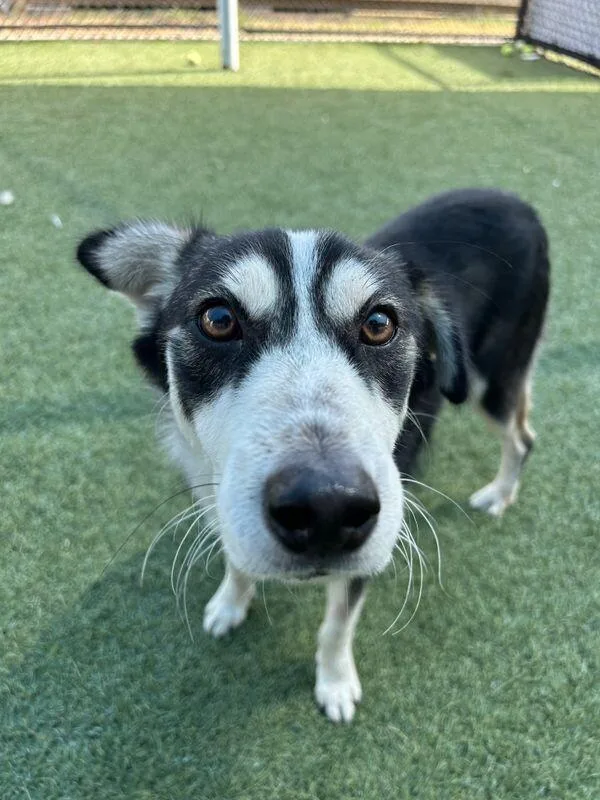 A young medium-sized female Husky dog named Arro for adoption in Boulder, CO
