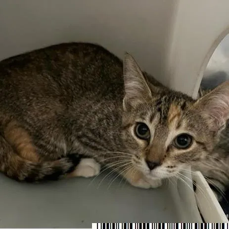 A baby small-sized female Gray / Blue / Silver Domestic Short Hair cat named Claudia for adoption in West Palm Beach, FL