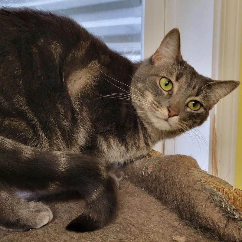 An adult small-sized female Gray / Blue / Silver Domestic Short Hair cat named Dizzy for adoption in Forest Park, IL