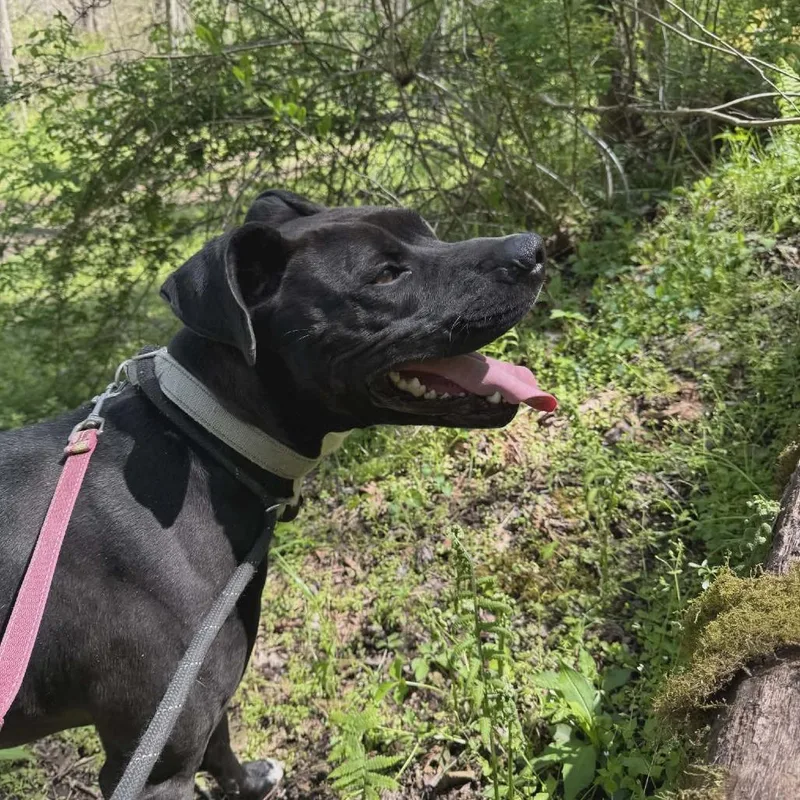 An adult large-sized male Black Pit Bull Terrier dog named Scooter for adoption in Shinnston, WV