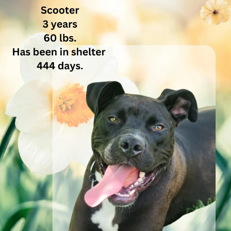 Scooter thumbnail 4