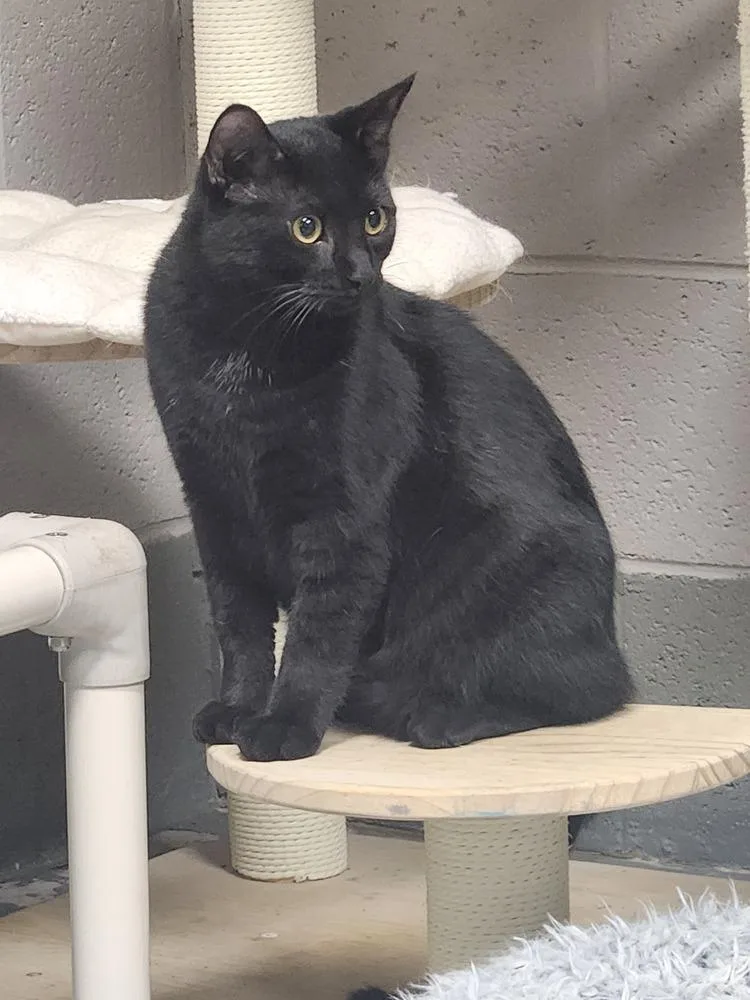 A young medium-sized male Black Domestic Short Hair cat named Ryker for adoption in Lexington, TN