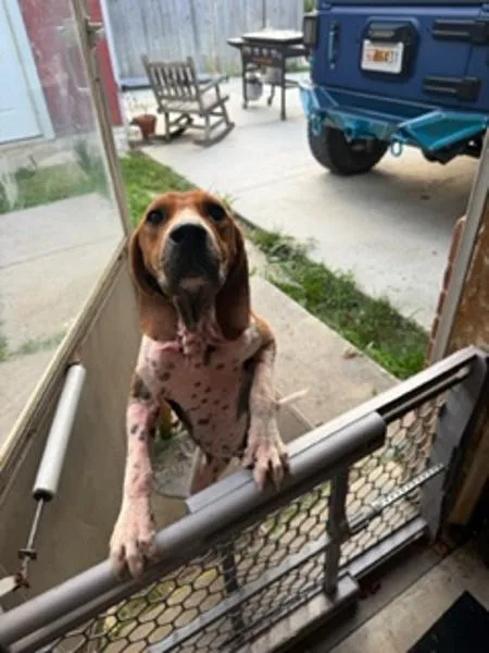 A young medium-sized female Beagle dog named Maple for adoption in Morristown, TN
