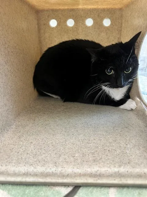 A young medium-sized male Domestic Short Hair cat named Russel for adoption in Lancaster, CA