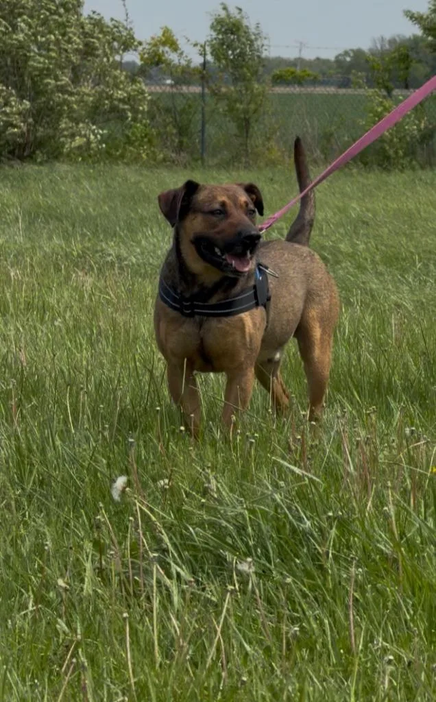 Charlie B Barkin thumbnail 2