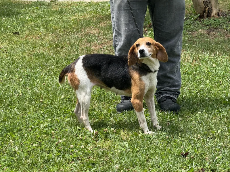 An adult small-sized female Tricolor (Brown, Black, & White) Beagle dog named Ducky for adoption in Meherrin, VA