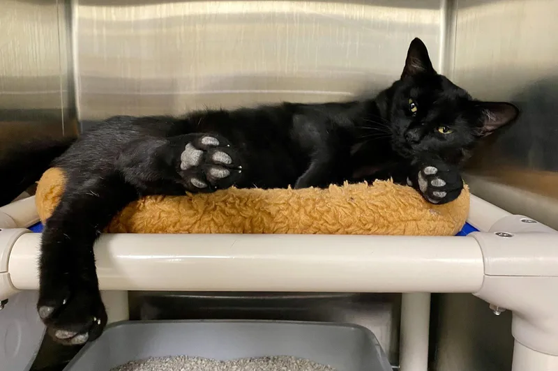 An adult medium-sized male Domestic Short Hair cat named Butch for adoption in Fargo, ND