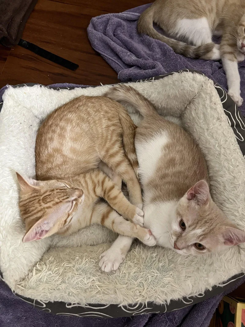 A young medium-sized male Domestic Short Hair cat named Edan for adoption in Phoenix, AZ