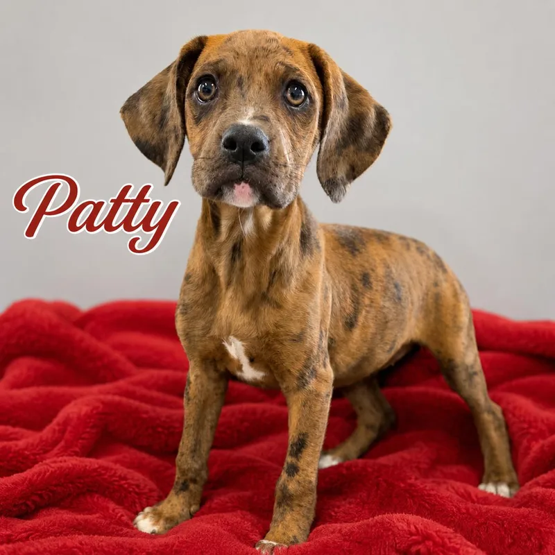 A baby medium-sized female Merle (Red) Boxer dog named Patty for adoption in Momence, IL