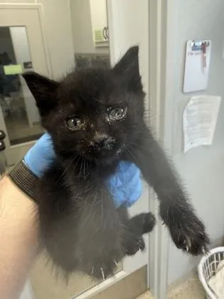A baby small-sized male Domestic Short Hair cat named Norman for adoption in Lafayette, IN
