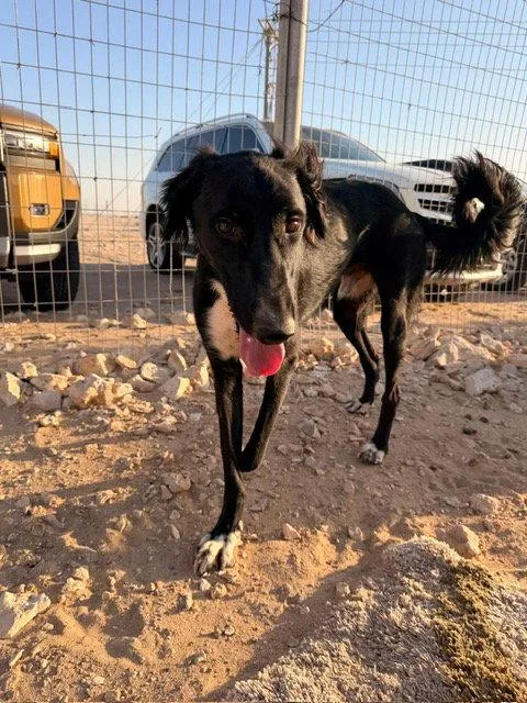 A young large-sized male Saluki dog named Cane for adoption in Agoura Hills, CA