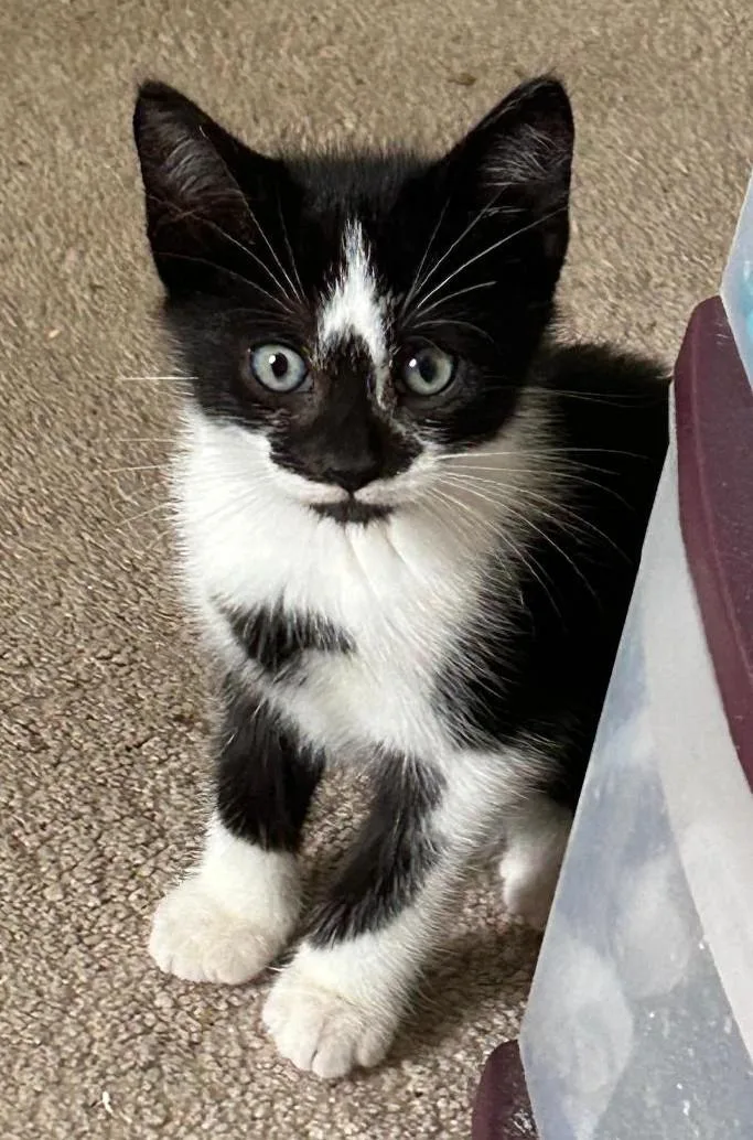 A baby medium-sized male Black Domestic Short Hair cat named Timmy for adoption in East Brunswick, NJ