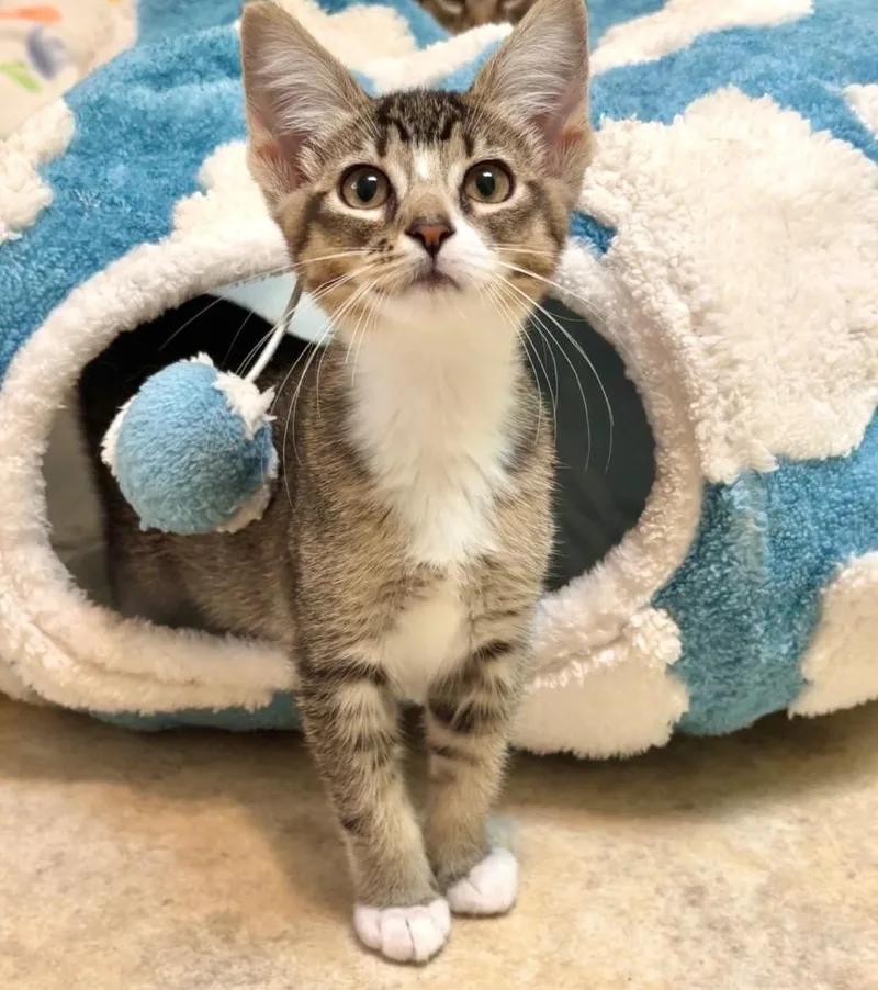 A baby small-sized female Domestic Short Hair cat named Vanya for adoption in Cambria, CA
