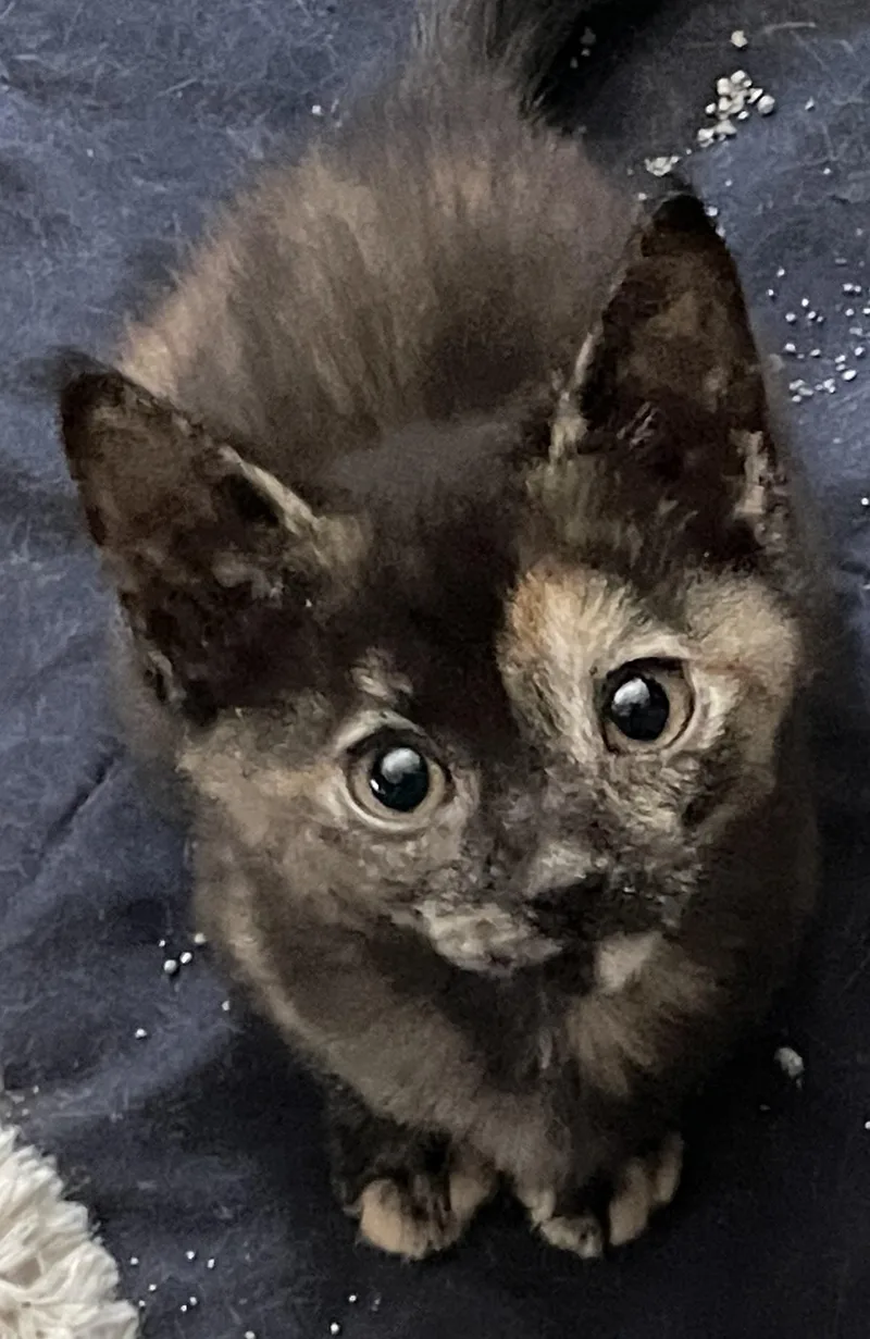 A baby medium-sized female Torbie Domestic Short Hair cat named Darla for adoption in Westfield, NJ