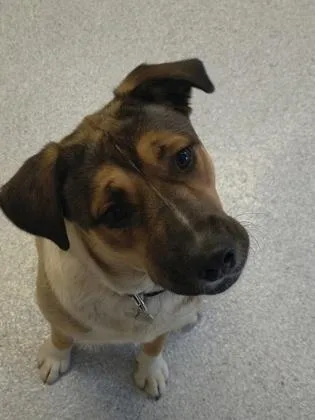 An adult large-sized female Mixed Breed dog named Tulip for adoption in Roseburg, OR