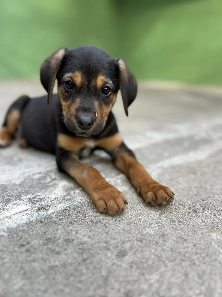 A baby small-sized male Tricolor (Brown, Black, & White) Labrador Retriever dog named Anchovy for adoption in Elmsford, NY