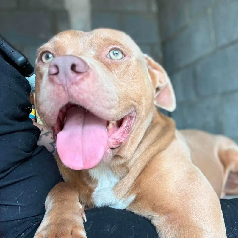 An adult medium-sized male Yellow / Tan / Blond / Fawn Mixed Breed dog named Henderson for adoption in North Charleston, SC