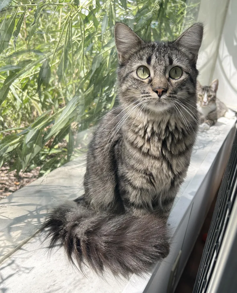 An adult medium-sized female Tabby (Brown / Chocolate) Tabby cat named Sabrina for adoption in Parkville, MO