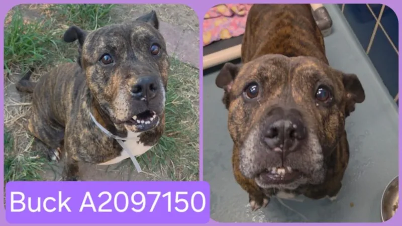 An adult large-sized male Mastiff dog named Buck for adoption in Houston, TX