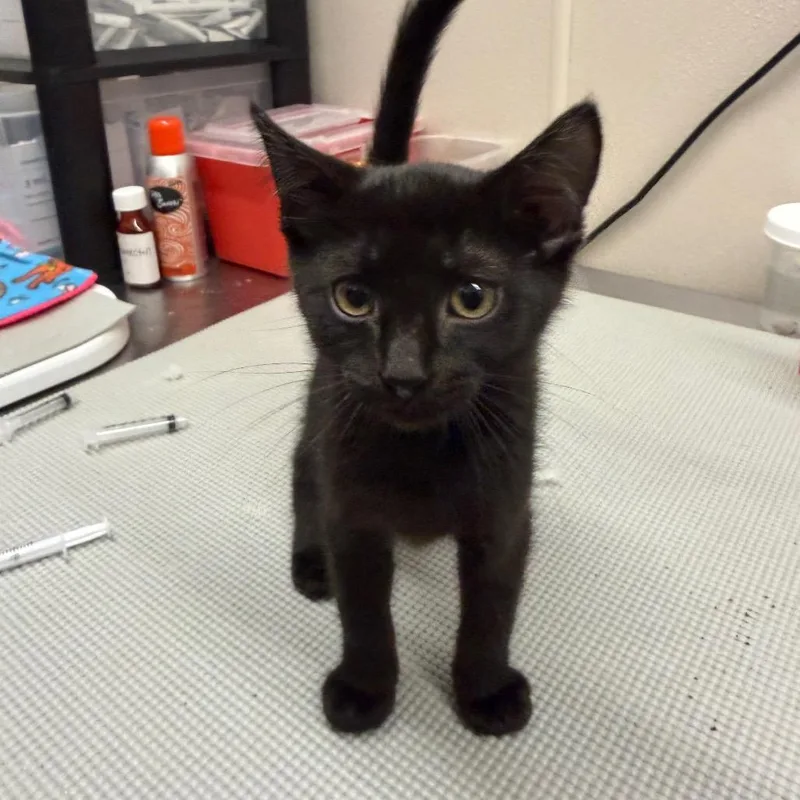 A baby small-sized male Black Domestic Short Hair cat named Pepper for adoption in Morganton, NC