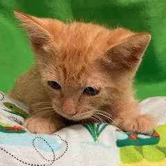 A baby medium-sized male Tabby (Orange / Red) Tabby cat named Renoir for adoption in Green Valley, AZ