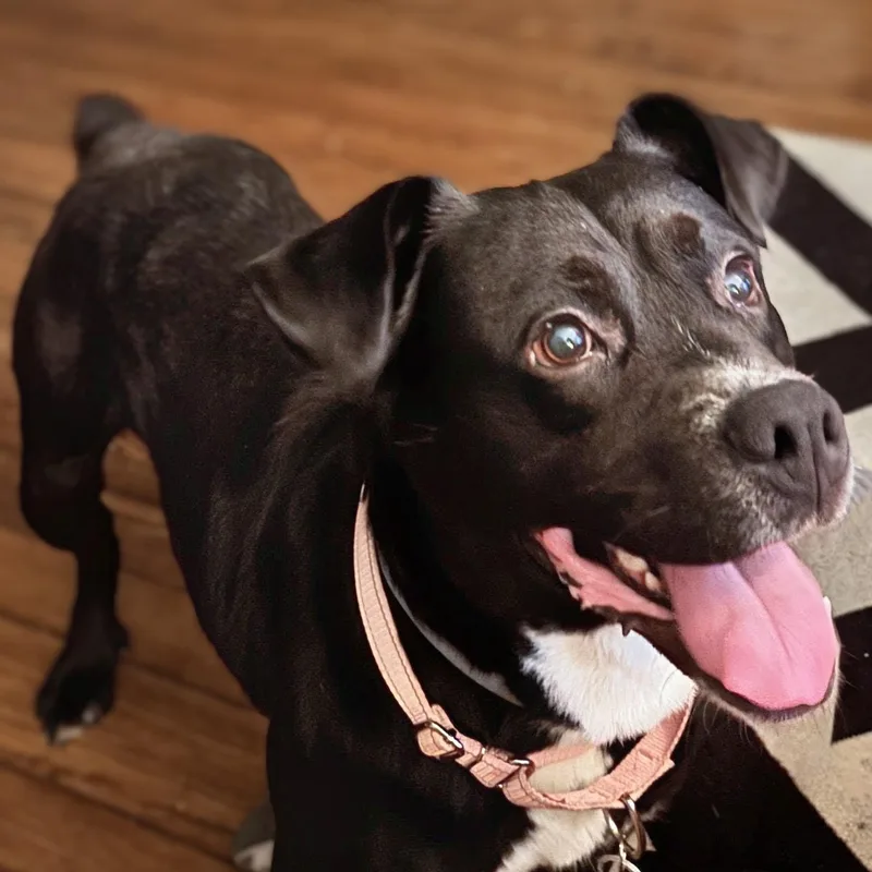 An adult medium-sized male Black Rottweiler dog named Potter for adoption in Potomac, MD