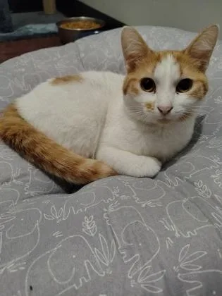 A young small-sized female Domestic Short Hair cat named Patter for adoption in Aberdeen, SD