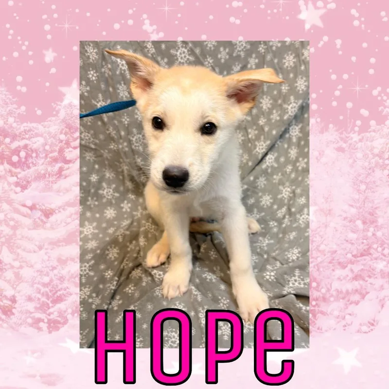 A young small-sized female White / Cream Great Pyrenees dog named Hope for adoption in Royse City, TX