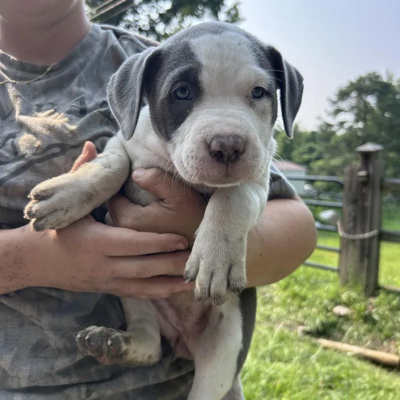 A baby medium-sized female White / Cream Mixed Breed dog named Pebbles for adoption in Mount Gilead, NC